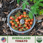 Wild Florida Everglades Tomato Seeds, Heirloom, Organic, Genuine USA