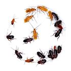 (Adult Males ) Red Runner Roaches / Turkestan Lateralis / Live Feeder Insects