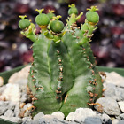 African Milk Barrel – Euphorbia horrida cactus Cacti Succulent real live plant