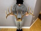 Real Whitetail Deer Antlers Set Wild Idaho 5x5 Horns Euro Mount Decor Skull