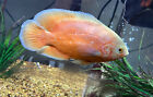 LIVE Freshwater Albino Oscar Cichlid Fish