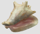 Large Pink Queen Conch Shell 10x7” Natural Beach Seashell Nautical Ocean Decor