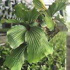 Elephant Staghorn Fern - Platycerium elephantotis - Live Plant