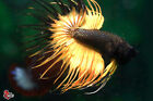 Live Betta Fish Aquarium Crowntail Fancy Male #F777 Thailand Seller
