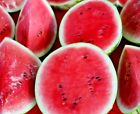 50+ SEEDS SUGAR BABY WATERMELON SUPER SWEET FRUIT HEIRLOOM NON-GMO MELON USA