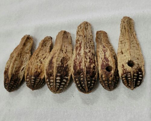 Mahogany Pods 6 (drilled) Parrot Foraging Chewable Natural Shreddable Toys