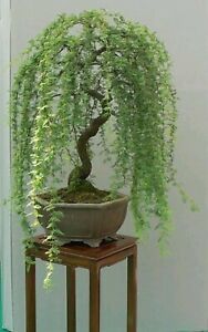 Bonsai Green Weeping Willow Tree - Thick Trunk Cutting