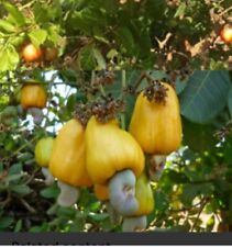 A Pot 6”-9” Live  Cashew Plant Rare Fruit & Nut Tree  - Yellow Cashew Tree