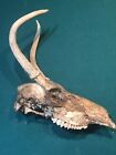 New ListingReal Mummified Deer Skull - Oddities - Taxidermy - Mummified Animal