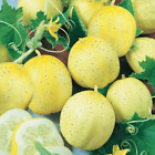 Lemon Cucumber Seeds 50+ Vegetable Garden Heirloom NON-GMO USA FREE SHIPPING
