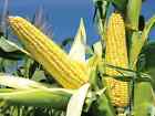 Corn Seeds  - Popcorn Seeds - Sweet Corn Seeds - USA Grown -Non Gmo