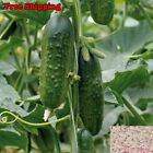 Boston Pickling Cucumber Seeds | NON-GMO