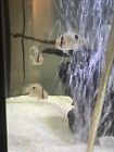 New ListingKeyhole Cichlids - Live Tropical Fish- Pack of 2 fish