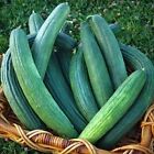 Metki Armenian Dark Green Cucumber Seeds | 30 Seeds | Free Shipping | 1057