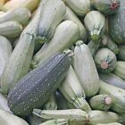 Summer Zucchini Squash Seeds | Heirloom & Non-GMO | Fresh Vegetable Seeds