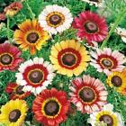 Painted Daisy Seeds | Non-GMO | Free Shipping | Seed Store | 1179