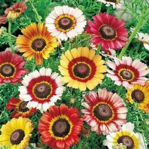 Painted Daisy Seeds | Non-GMO | Free Shipping | Seed Store | 1179