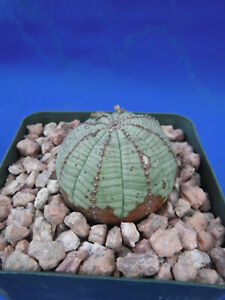 Euphorbia obesa Seedlings! BLOW OUT SALE! Grade #2 Plants SAVE $$$!!!