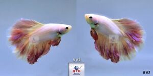 Live Betta Fish B63 Male Fancy Pink Double Tails Premium Grade from Thailand