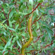 Scarlet Curls Corkscrew Willow - Live Plant - Quart Pot