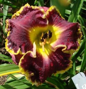 ALL FOR ONE    Daylilies 2 fans Return and multiply yearly World's Finest