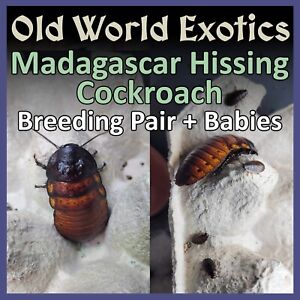 *FREE SHIPPING* 2 Pair + Babies | Madagascar Hissing Roaches | Feeders/Cleaners