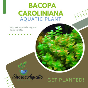 Bacopa Caroliniana Freshwater Aquatic Plant - Vibrant & Easy Care - 1/3/5 Bunch