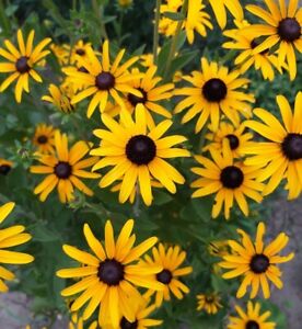 Black Eyed Susan Seeds - Heirloom Perennial Non-GMO Flower Rudbeckia Seeds
