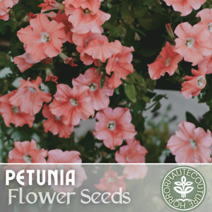 1000+ Charlotte Pink Petunia Seeds US SELLER Perennial Flowers Seed Annual Bulk