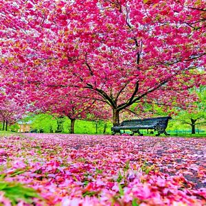 JAPANESE SAKURA CHERRY BLOSSOM TREE SEEDS (Prunus sargentii) Hardy Flower Plant
