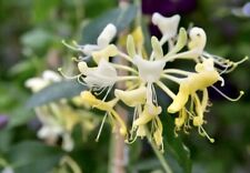 6 HONEYSUCKLE LIVE PLANTS VINES WHITE YELLOW FLOWERS Japanese Lonicera