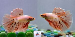 Betta Fish B87 Male Fancy Pink Vanda or Firework HM Premium Grade from Thailand