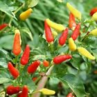 Tabasco Pepper Seeds | Non-GMO | Free Shipping | Seed Store | 1015