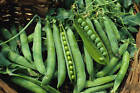 Green Arrow Garden Pea Seeds, High Yielding, NON-GMO, Heirloom, FREE SHIP