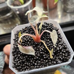 US Seller- Rare Pink Bambino Alocasia High Varigation small Plant