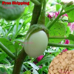 Small White Egg Eggplant Seeds, Thai/Easter White Egg Eggplant | Vegetable Seeds