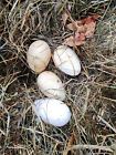 Brown Chinese Goose Hatching Eggs