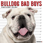 Bulldog Bad Boys 2024 12