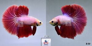 Live Betta Fish B50 Male Fancy Pink Lavender HM Premium Grade from Thailand