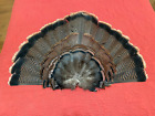 Wild Turkey Tail Fan