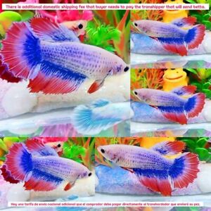 Blue Pink Marble Halfmoon Female - IMPORT LIVE BETTA FISH FROM THAILAND