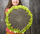 50+ Giant Mongolian Sunflower Seeds --- NON GMO -- HEIRLOOM -- FRESH