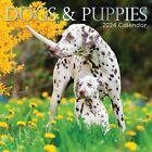 2024 Square Wall Calendar, Dogs & Puppies, 16-Month Animals Theme 12x12