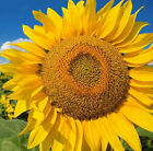 Mammoth Grey Stripe Sunflower Seeds | Huge Giant Russian Sun Flower Seed 2024