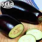 Black Beauty Eggplant Seeds - 150 SEEDS NON-GMO