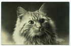 Tabby Cat Portrait Real Photo Postcard RPPC