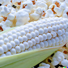 50+ White Popcorn Seeds, Grow Non-GMO Japanese Hulless Corn ~ Free Shipping USA