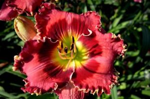 CRIMSON DRAGON      Daylilies 3 fans Return and multiply yearly World's Finest
