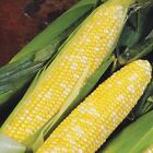 New Listing1/4 POUND DELECTABLE HYBRID SWEET CORN SEEDS AROUND 700 TO 750 SEEDS