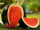 Premium Sugar Baby Watermelon - Fresh Heirloom Seeds - Perfect For Containers!